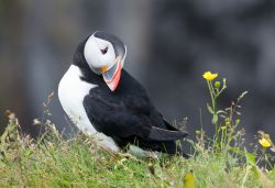 2014 07 Island D 800 0579